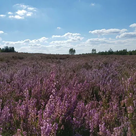 Reverans Alloggio in famiglia *