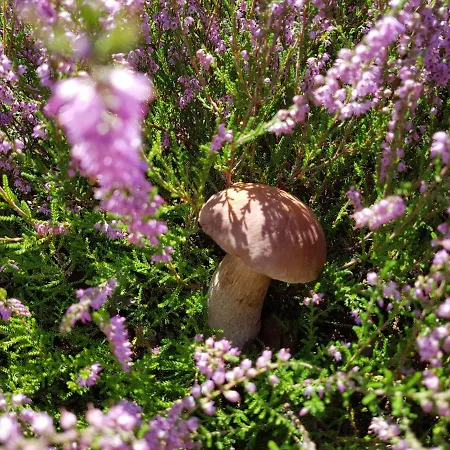 Reverans בית אירוח