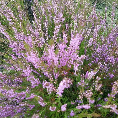 Alloggio in famiglia Reverans Borne Sulinowo