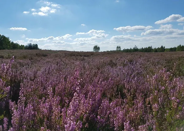 Reverans ホームステイ *