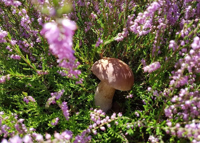 Reverans ホームステイ