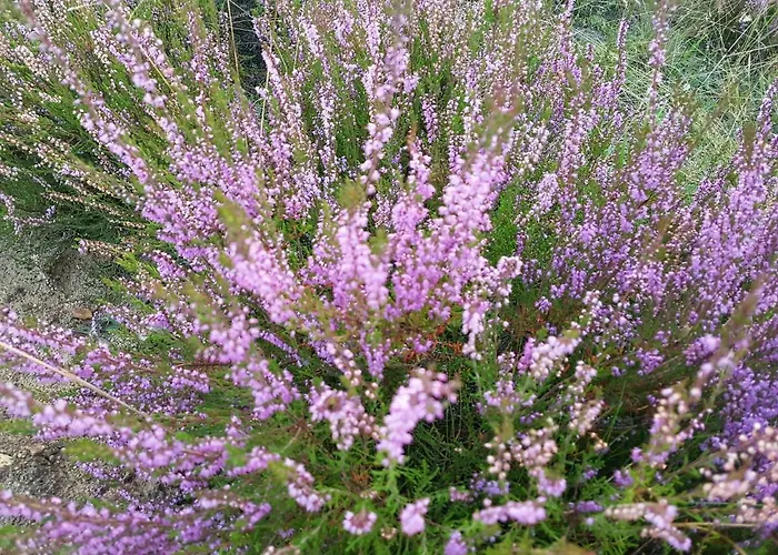 ホームステイ Reverans ボルネ・スリノボ